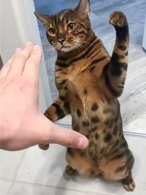 Man invites his Bengal cat to use his hand as a play toy