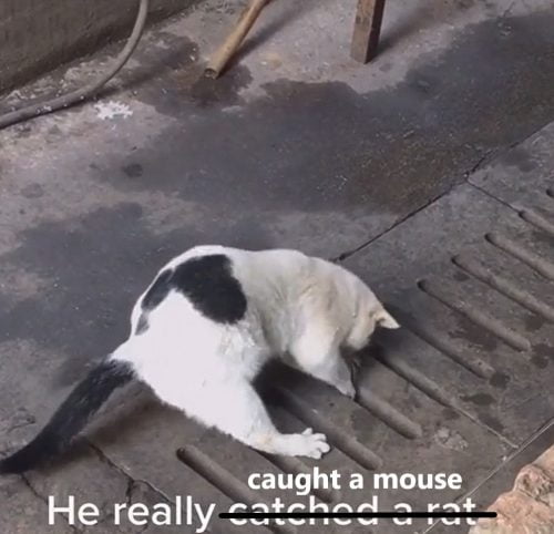 Outdoor cat caught a mouse