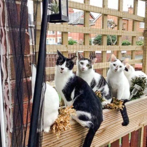 Pictured from left to right are George, Toby, Mia, Kevin and Chester in their ‘catio’ in Blackpool