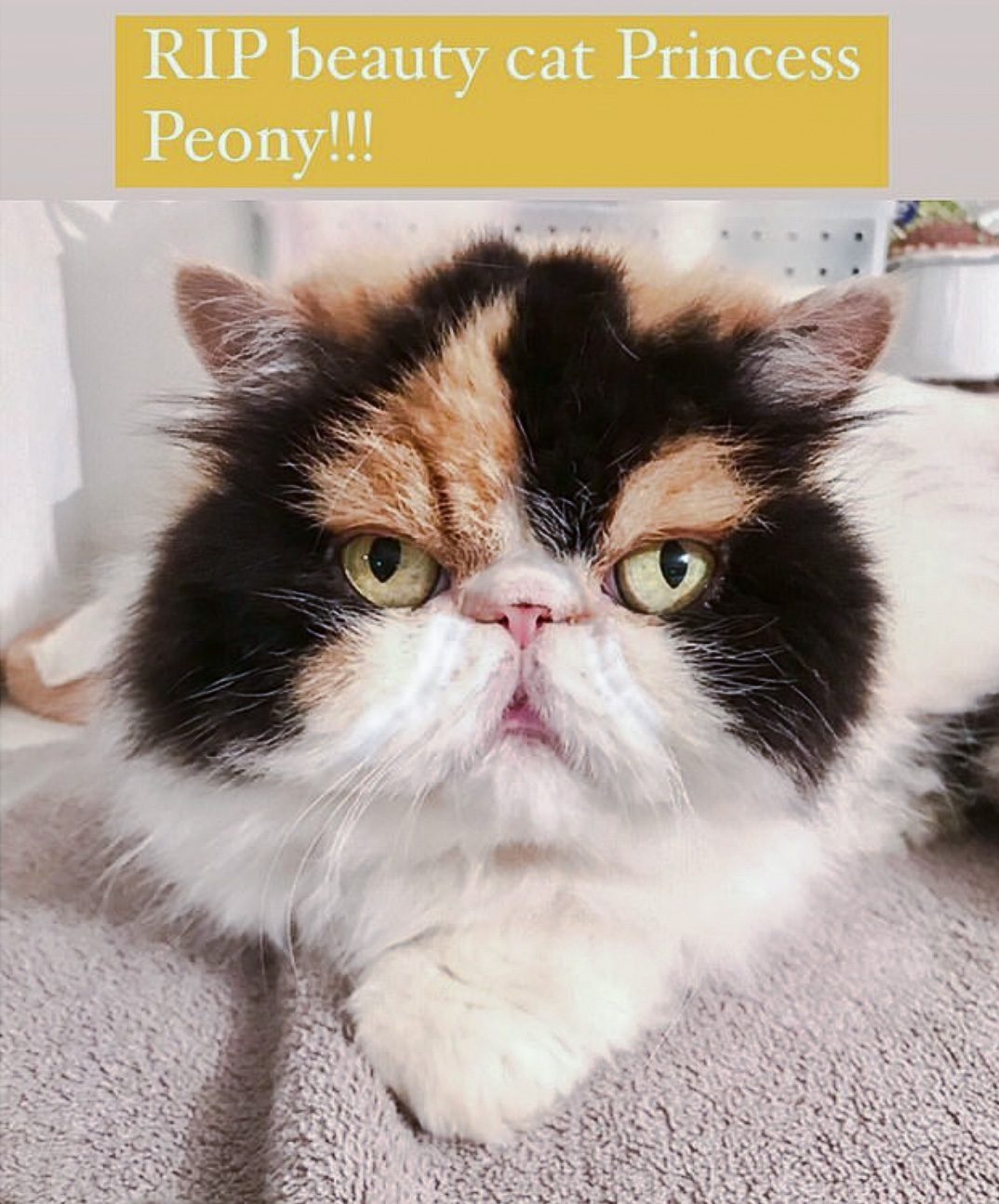 RIP Princess Peony