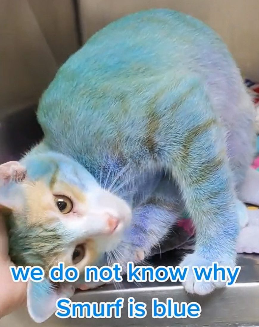 Smurf a cat dyed blue for an unknown reason