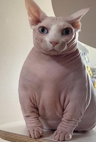 Sphynx cat looks like a plump plush toy