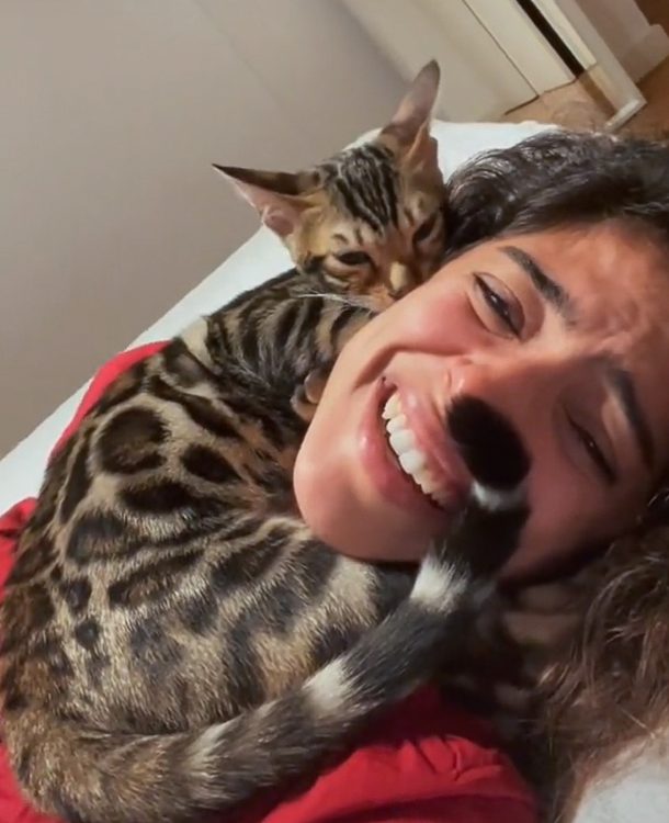 Stunning young Bengal curls up around owner's head and suckles on her cheek