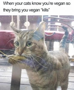 Vegan pet memes