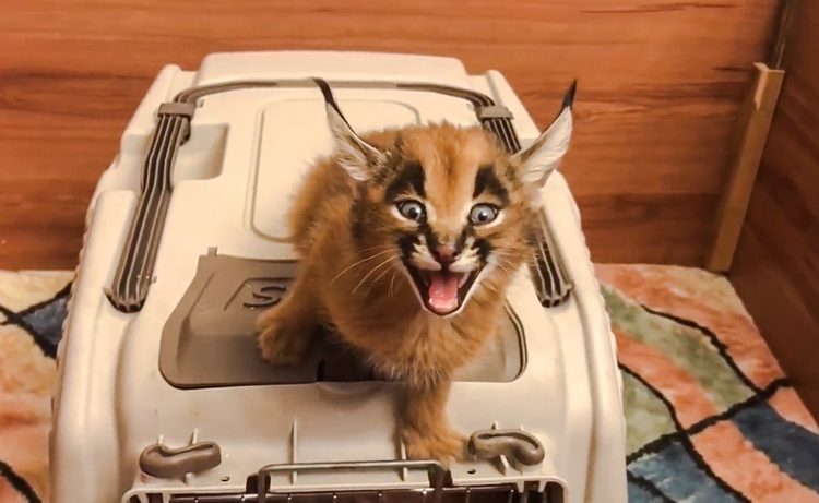 Young caracal makes the sound of a laser beam