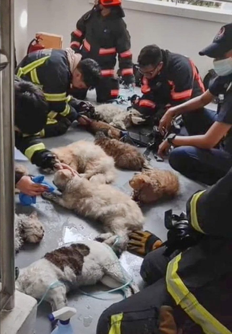 14 cats given oxygen resuscitation and 3 given CPR after rescue from smoke filled Singapore HDB apartment