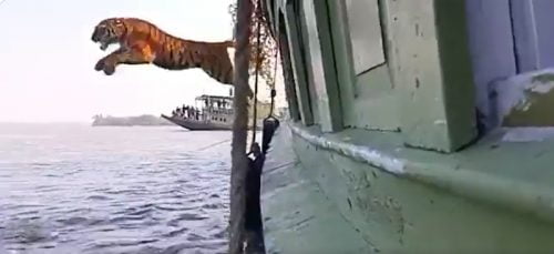 Bengal tiger leaps into the Bay of Bengal and to freedom