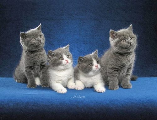Brit SH kittens