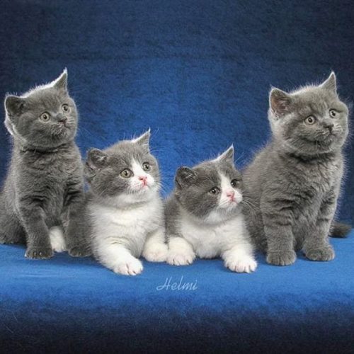 Brit SH kittens