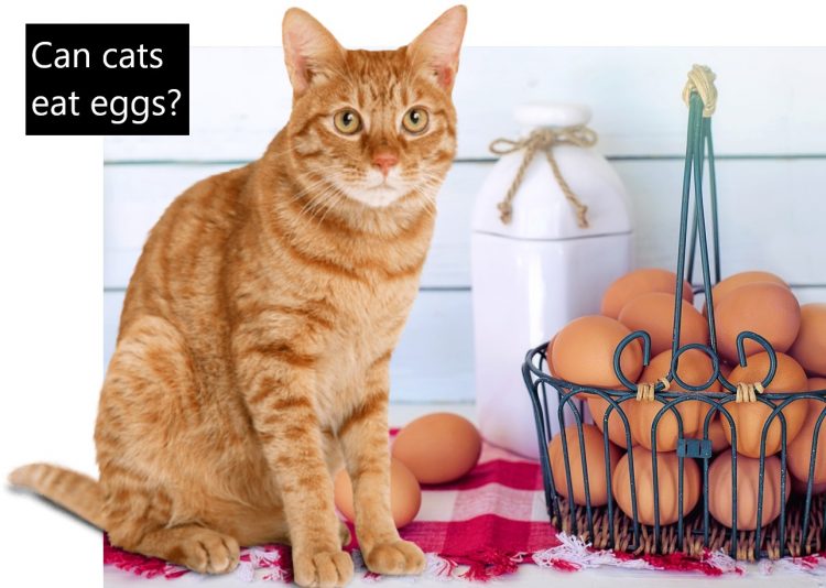 Can cats eat eggs?