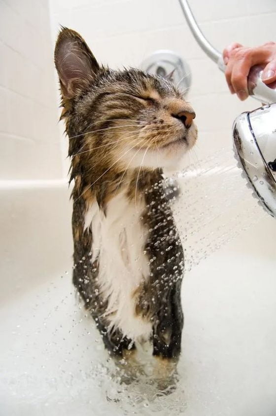 Cat shower
