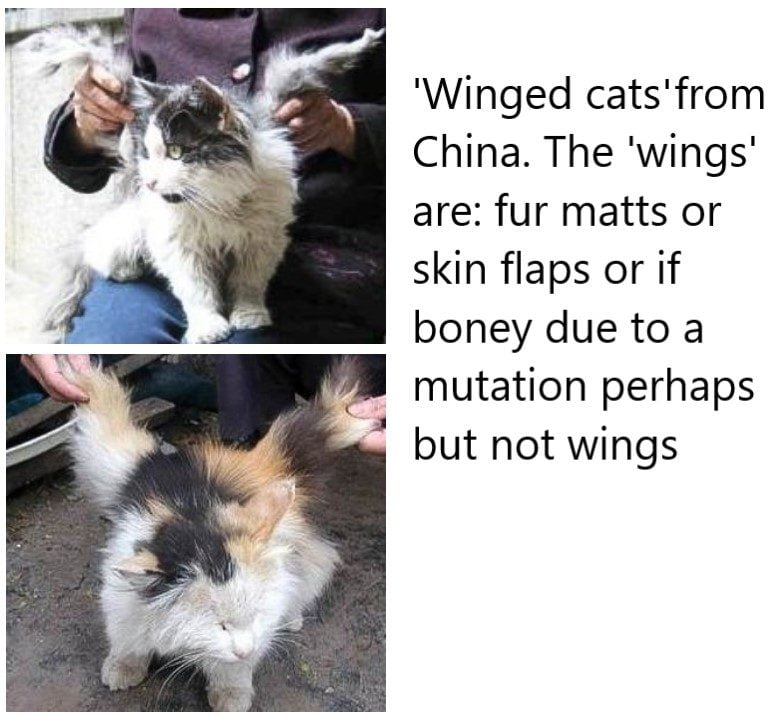 China - winged cats