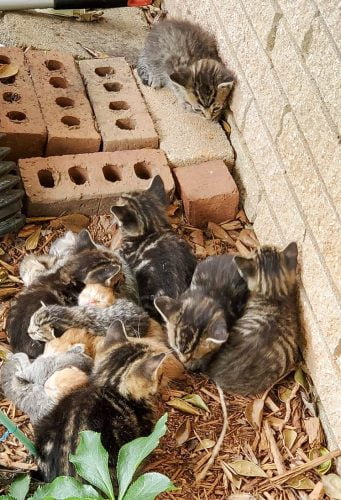 Kittens starting their lives in the most vulnerable way