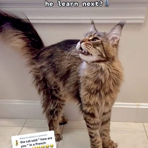Maine Coon says "How are you?"