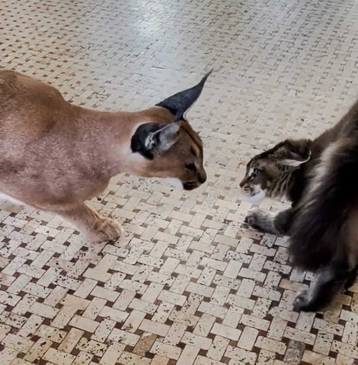 Pet caracal intimidates resident domestic cat and it is unpleasant to see.