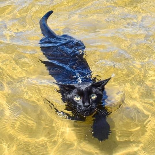 This cat likes being submerged in water or does not mind