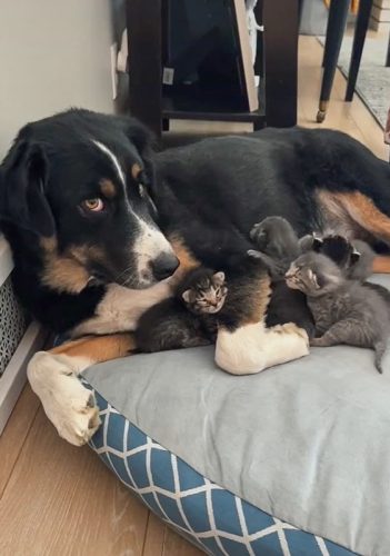 Mother cat brings her kittens to the family dog to look after them for her