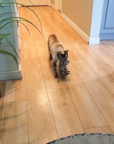 Mother cat brings her kittens to the family dog to look after them for her