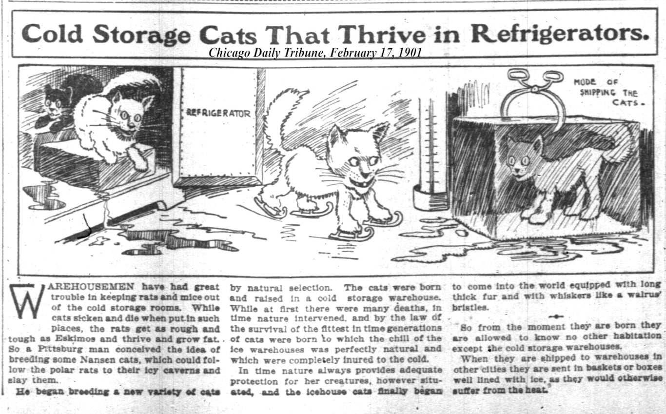 1901 refrigerator cats
