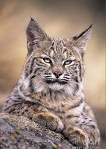 Bobcat portrait by Dave Welling