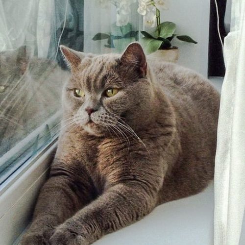 British Shorthair - an indoor cat