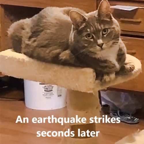 Cat is unaware that an earthquake is about to strike