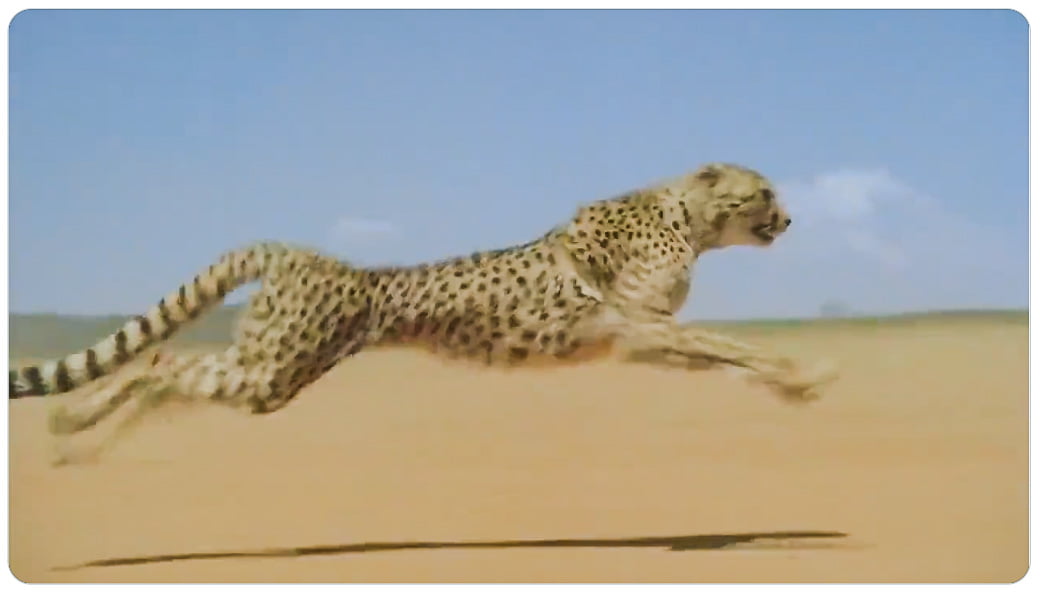 Cheetah running at 70 mph