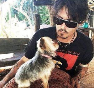 Johnny Depp and one of his Yorkshire terriers at the time he was filming in Australia