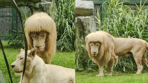 Lion with mullet cut causes uproar