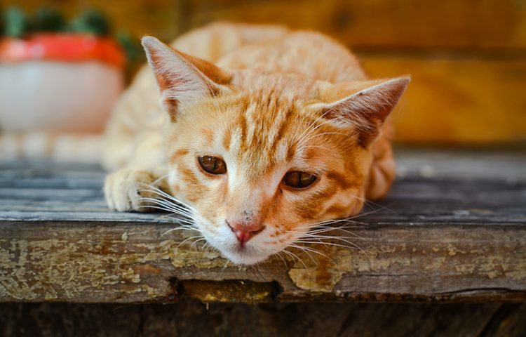 Loss appetite in cats