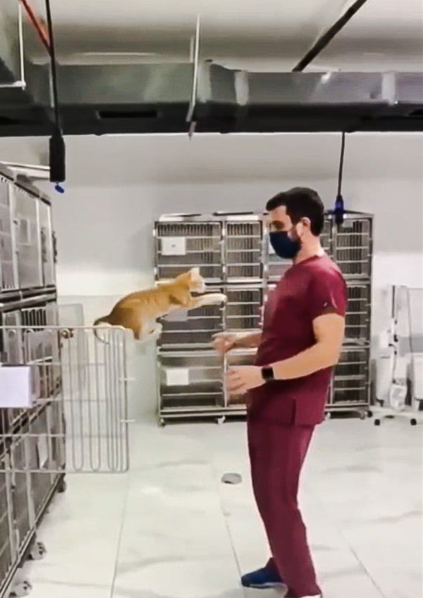 Rescue cat jumps for joy from cage into arms of employee