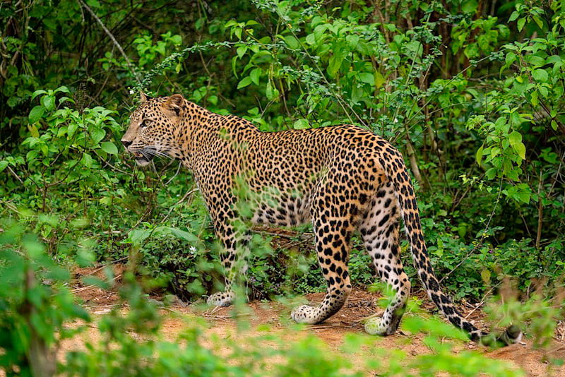 Sri Lankan female leopard with standard coat