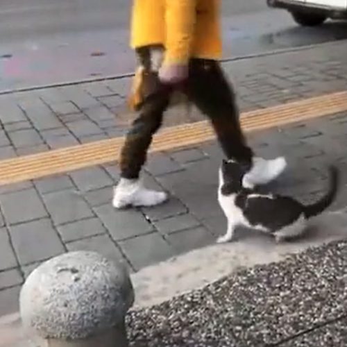 Stray cat sits on the sidewalk and swats at pedestrians. Why?