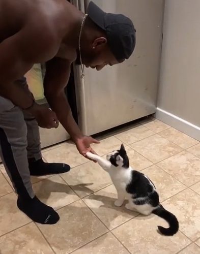 Training a cat is a good thing for 3 reasons