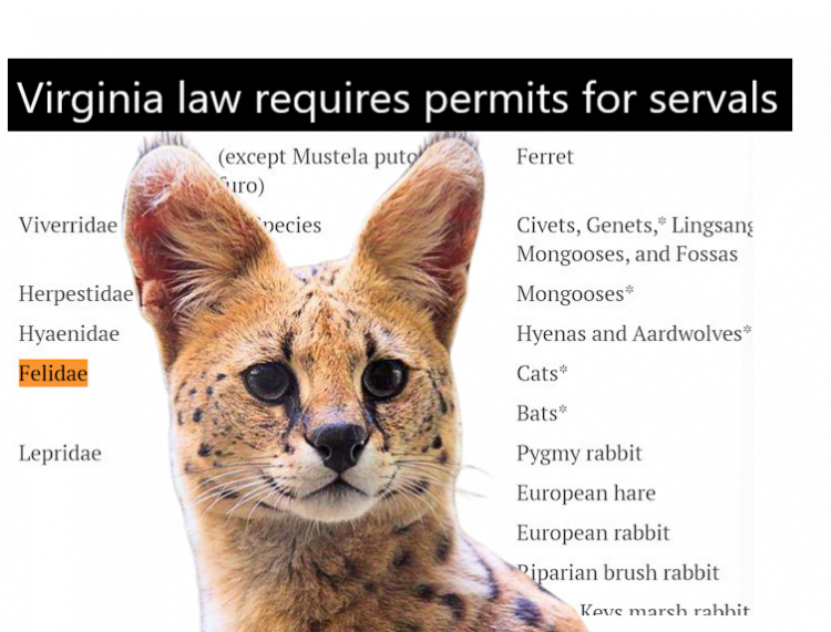 Virginia law requires that a person applies for a permit before owning a serval