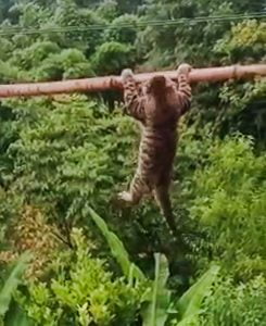 Domestic cat in Asia walks along narrow bamboo bridge and almost falls off