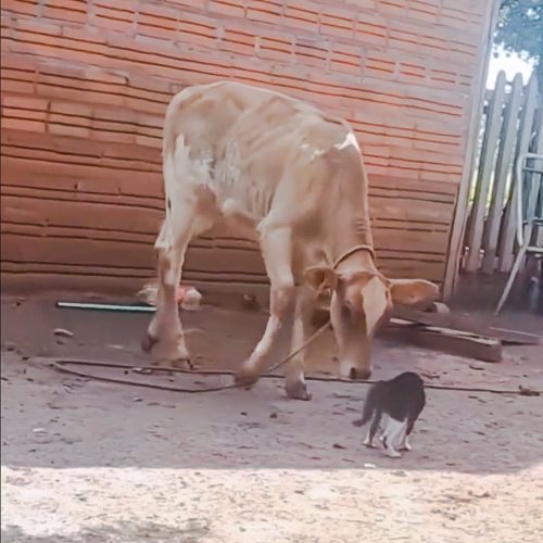 Cat cow confrontation and cat wins
