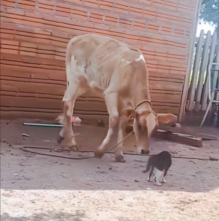 Cat cow confrontation and cat wins