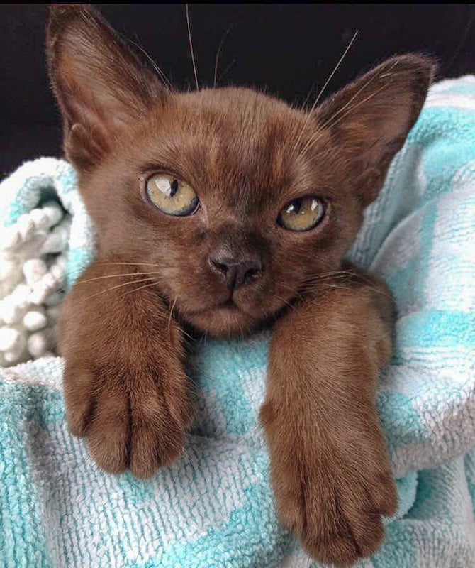 Chocolate coloured cat