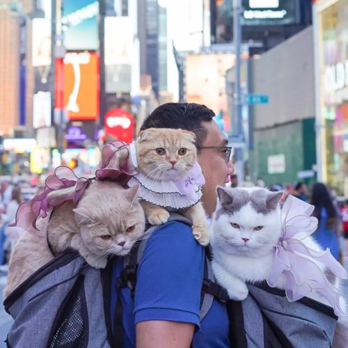 Dan Nguyen and his three cats with 2 travel carriers and one on his shoulders
