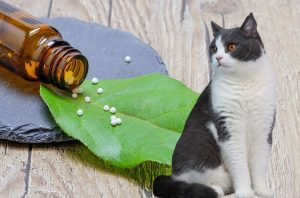 Does homeopathy work for cats?