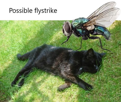 Flystrike in cats
