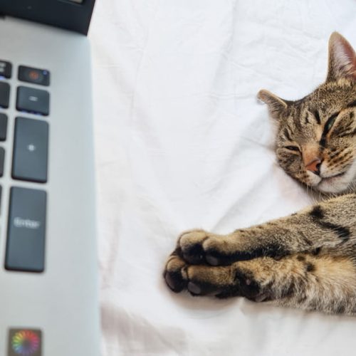 My cat by my side while I write this article