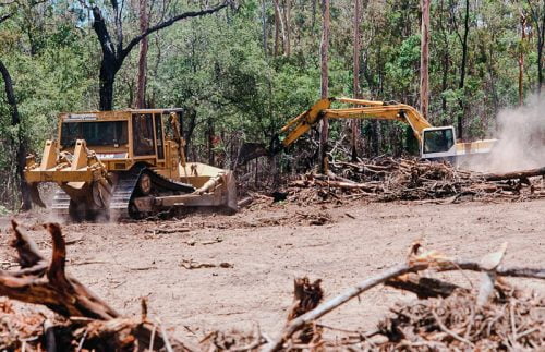 Land clearance in Australia causing huge loss of wildlife