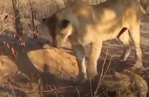 Lion digs aardvark burrow to get at warthog