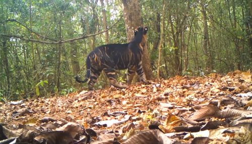 Pseudo-melanistic Bengal tiger inspects a tree for scent