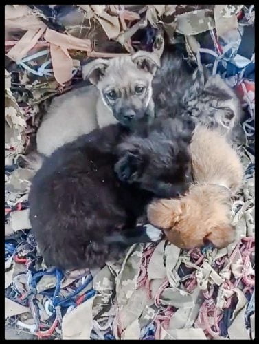 Puppies and a newborn kitten plus mother huddle together during the Ukraine war