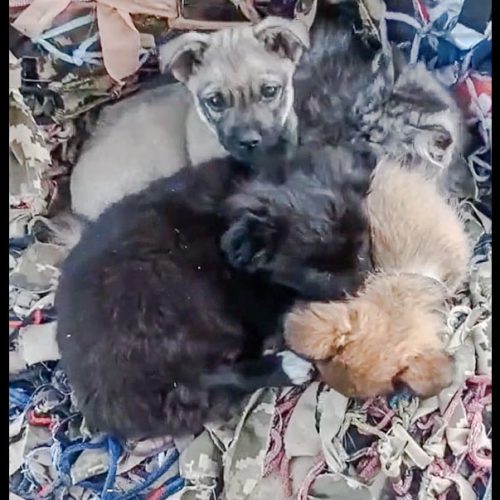 Puppies and a newborn kitten plus mother huddle together during the Ukraine war