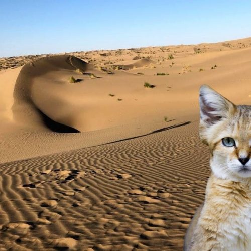 Sand cat in Karakum Desert