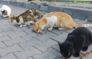 Stray cats Italy